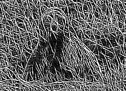 Skamielina