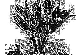 Skamielina