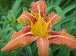 Oryginalny obrazek