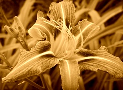 Sepia