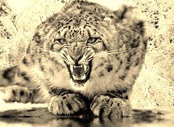 Sepia