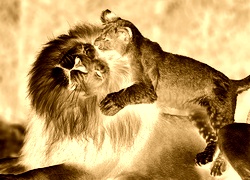 Sepia + Negatyw