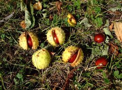 Oryginalny obrazek