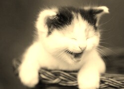 Szary + Sepia
