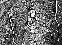 Skamielina