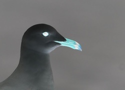 Negatyw