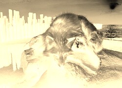 Sepia + Negatyw
