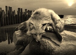 Szary + Sepia