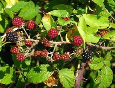 Oryginalny obrazek