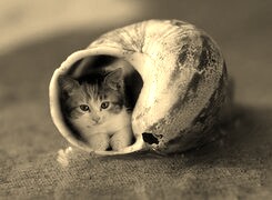 Szary + Sepia