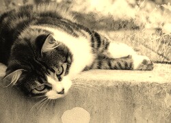 Szary + Sepia