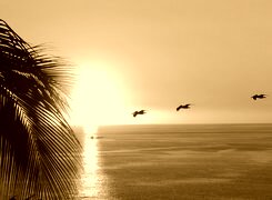 Sepia