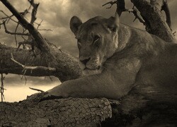 Szary + Sepia