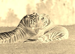 Sepia + Negatyw