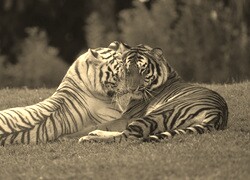 Sepia