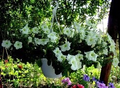 Oryginalny obrazek