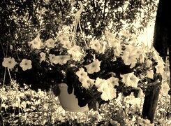 Szary + Sepia