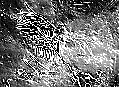 Skamielina