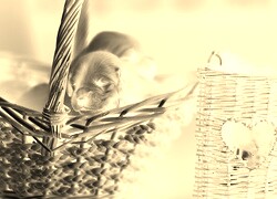 Sepia + Negatyw