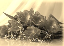 Szary + Sepia