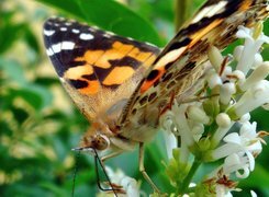 Oryginalny obrazek