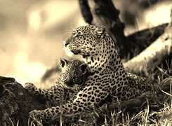 Sepia