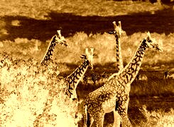Sepia + Negatyw