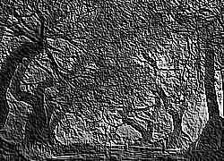 Skamielina
