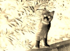 Sepia + Negatyw