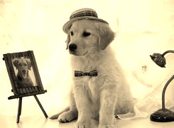 Szary + Sepia
