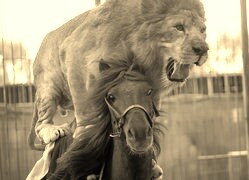 Szary + Sepia
