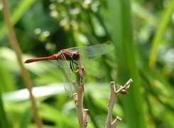 Oryginalny obrazek