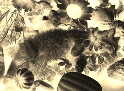 Sepia + Negatyw