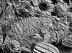 Skamielina