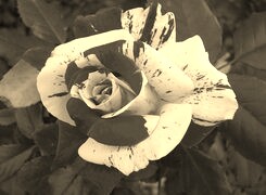 Szary + Sepia