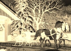 Sepia + Negatyw