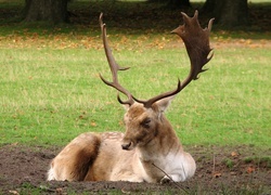 Oryginalny obrazek