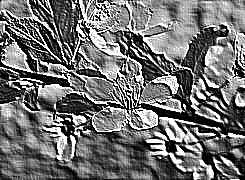 Skamielina