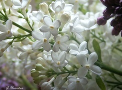 Oryginalny obrazek