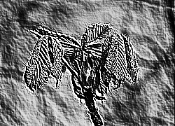 Skamielina