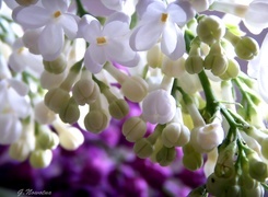 Oryginalny obrazek