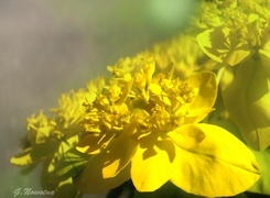 Oryginalny obrazek
