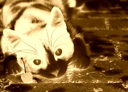 Sepia + Negatyw