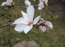 Oryginalny obrazek