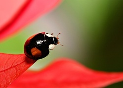 Oryginalny obrazek