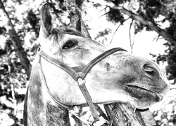 Szary + Sepia