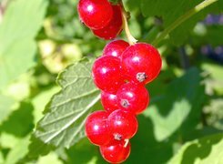 Oryginalny obrazek