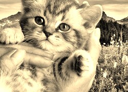 Szary + Sepia