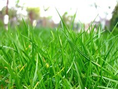 Oryginalny obrazek