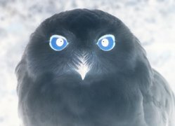 Negatyw